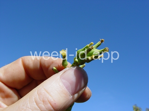 lettuce, biennial